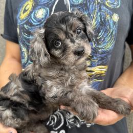 Daisy Dew - Merle female Cavapoo puppy in Boardman, Ohio from Taliaferro Kennel