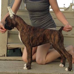 Boxer Puppies from Vintage Boxers
