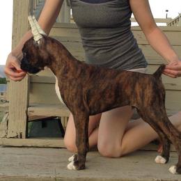 Boxer Puppies from Vintage Boxers