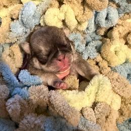 Lavender (purple) - Cream female Pug puppy in Hereford, Arizona from Broken Road Ranch Pugs