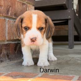Darwin - Black tan and white male Beagle puppy in Mansfield, Missouri from Rippee Creek Kennel