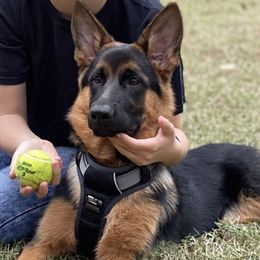 German Shepherd Puppies from AceHaven Canines