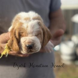 Yellow boy - Red and white male Basset Hound puppy in Conway, Missouri from Ozark Mountain Kennel
