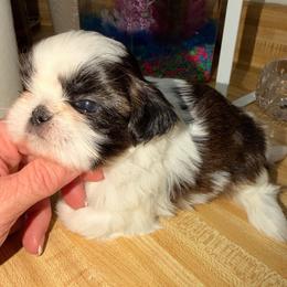 Girl 3 parti-colored - Tricolor female Shih Tzu puppy in Citrus Heights, California from The Lion dog Shih Tzu