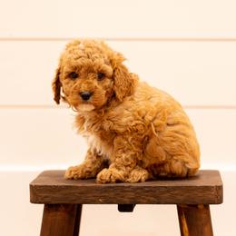 Miss Buttons - Apricot female Goldendoodle puppy in Ash Grove, Missouri from The Bark Farm