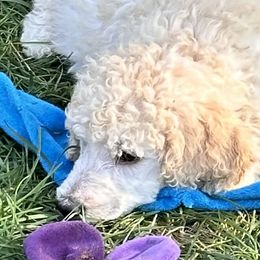 Honor - Apricot Poodle puppy in Lebanon, Ohio from Lucky's Legacy