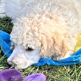 Honor - Apricot Poodle puppy in Lebanon, Ohio from Lucky's Legacy