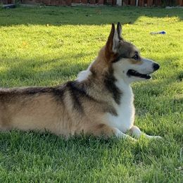 Maddie - Pembroke Welsh Corgi