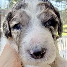 Biscotti - Merle male Goldendoodle puppy in Wake Forest, North Carolina from Wake Forest Darling Doodles