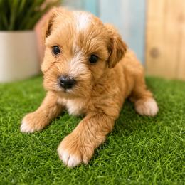 Maple - Wheaten female Miniature Schnauzer puppy in Lufkin, Texas from C&K’s Schnauzer House