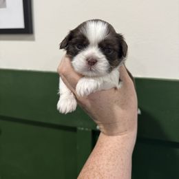 Harry - Liver and white male Shih Tzu puppy in Springfield, Missouri from Lopez Family Tails