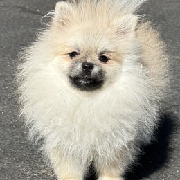 French Bulldogs and Pomeranians from Couture_frenchies