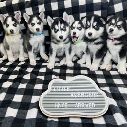 Maltese and Siberian Husky Puppies from Nyx’s Pack