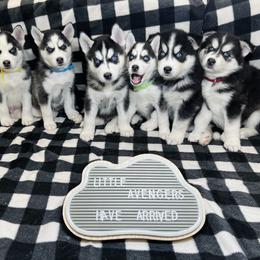 Maltese and Siberian Husky Puppies from Nyx’s Pack