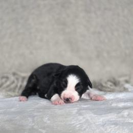 Brontë - Black tri female Miniature Australian Shepherd puppy in Killen, Alabama from Wilkers Wholehearted Mini Aussies