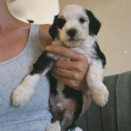 Storm - Tri-color male Bernedoodle puppy in Churchill County Fallon, Nevada from Card Family Ranch