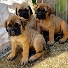 Mastiff Puppies from Rahas Mastiffs