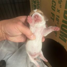 Boy 1 - Cream male Dachshund puppy in Spokane, Washington from Dearhaven Doxie