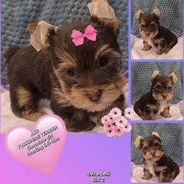 Girl 2 - Chocolate and tan female Yorkshire Terrier puppy in Gatesville, Texas from Schultz Yorkies byGrace
