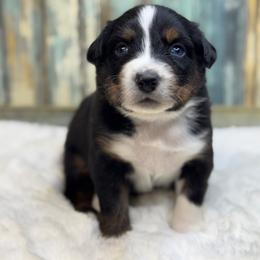 Austin - Black tri-color male Australian Shepherd puppy in Beaverdam, Virginia from Cimmarun Farm Aussies