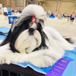 Sparkle - Shih Tzu