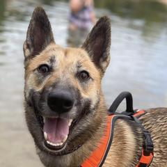 West Siberian Laikas from Petrichor West Siberian Laika