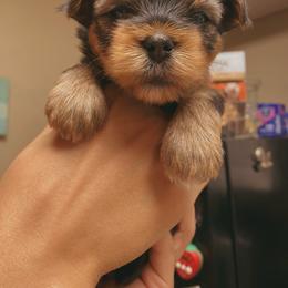 Nina - Black and tan female Yorkshire Terrier puppy in Stockton, California from Lala & Co.