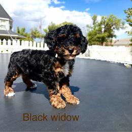 Black widow - Phantom female Poodle puppy in Henefer, Utah from Mountain Valley Poodles