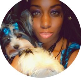 Biewer Terriers, Poodles, and Yorkshire Terriers from Tiny Paws Luxury Pets