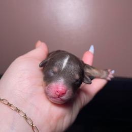 1 - Brown and white female Bernedoodle puppy in Port Saint Lucie, Florida from Eastside Paws LLC