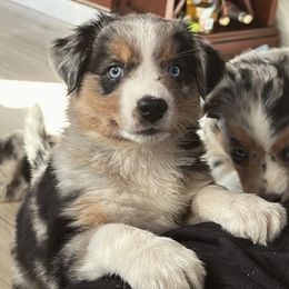 Australian Shepherd Puppies from Caramel Bliss Aussies - NJ NYC