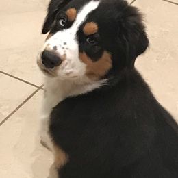 Australian Shepherd All Grown Up from Happily Ever Aussies