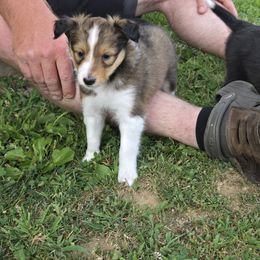 Two face - Sable and white male Shetland Sheepdog puppy in Middleburg, Pennsylvania from Willow Tree Berners