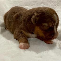 Red Tri - Red tri-color female Australian Shepherd puppy in Hayward, California from Grissom’s Aussies