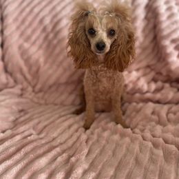 Hunny - Poodle