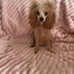Hunny - Poodle