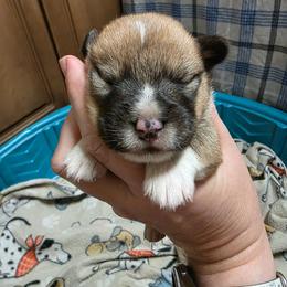 Boy 1 - Sable male Pembroke Welsh Corgi puppy in Middleburg, Florida from Mulkeys Little Corgis