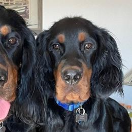 Gordon Setters from John's Setters