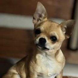 Jane - Chihuahua