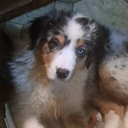 Jennifer - Blue merle female Australian Shepherd puppy in Elk Creek, Missouri from Hearts on Fire Australian Shepherds