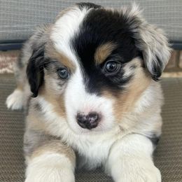 Companion Crosses, Miniature Australian Shepherds, and Pembroke Welsh Corgis from JOY Farms