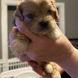 Cogsworth - Ruby male Cavachon puppy in Southbridge, Massachusetts from Caraid Cavachons