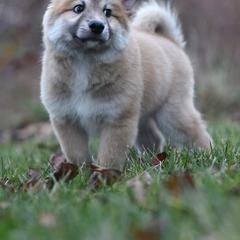 Icelandic Sheepdog Puppies from Valhalla Icelandic Sheepdogs