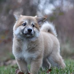 Icelandic Sheepdog Puppies from Valhalla Icelandic Sheepdogs