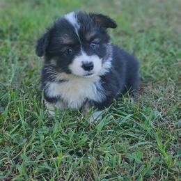 Hank - Black and tan male Pembroke Welsh Corgi puppy in Orrtanna, Pennsylvania from Mountain Top Shepherd's