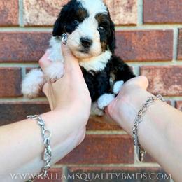 Snow White - Tri-color female Bernedoodle puppy in Owasso, Oklahoma from Kallams Bernedoodles & Bernese Mountain Dogs