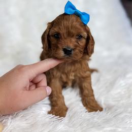 Pearl - Apricot female Cavapoo puppy in Reeds Spring, Missouri from As Good As Goldendoodles and more