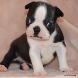 Duke - Black and white male Boston Terrier puppy in Winnsboro, Texas from JP Ranch Bulldogs