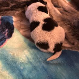 Girl 5 - Blue female Australian Cattle Dog puppy in Defuniak Springs, Florida from Blue Cypress Stock dogs