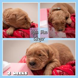 Ginger Morrible - Dark golden female Golden Retriever puppy in Driggs, Idaho from SK Golden Retrievers